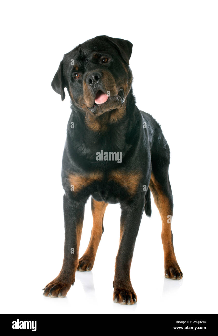 Do Purebred Rottweilers Have White On Them