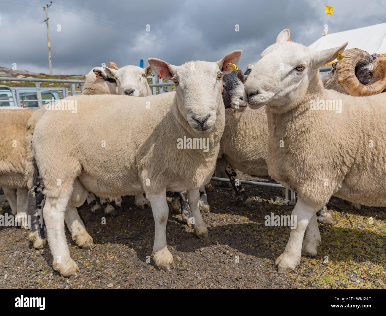 Lambs in sheep pen at local agricultural show in Harris, Scotland Stock Photo