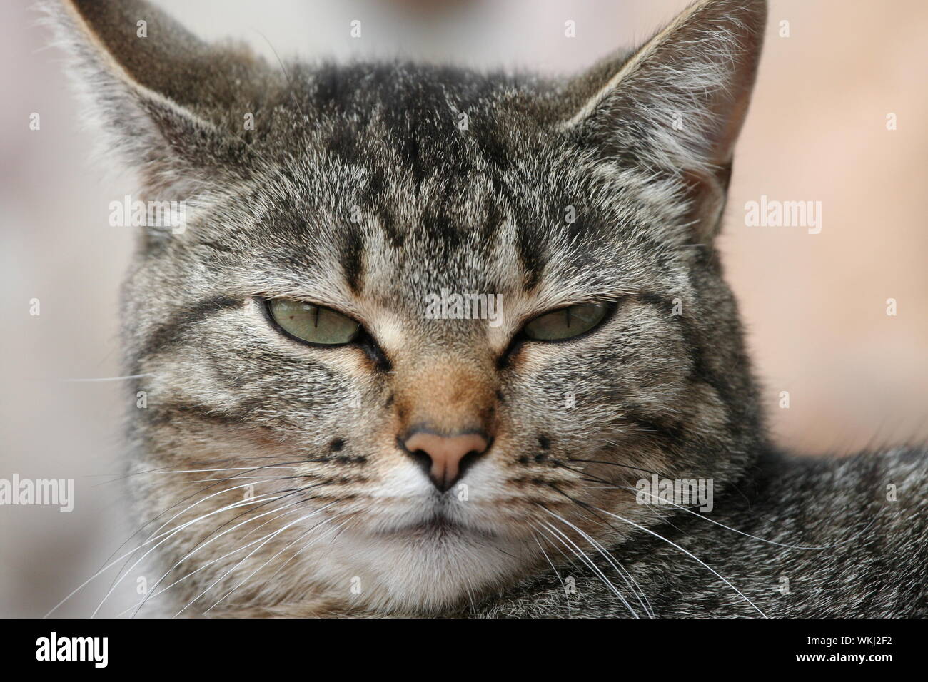 Annoyed Cat Angry Face Portrait Disgruntled Pet Evil Looking Concept Stock  Photo by ©LeonidSorokin 203880624