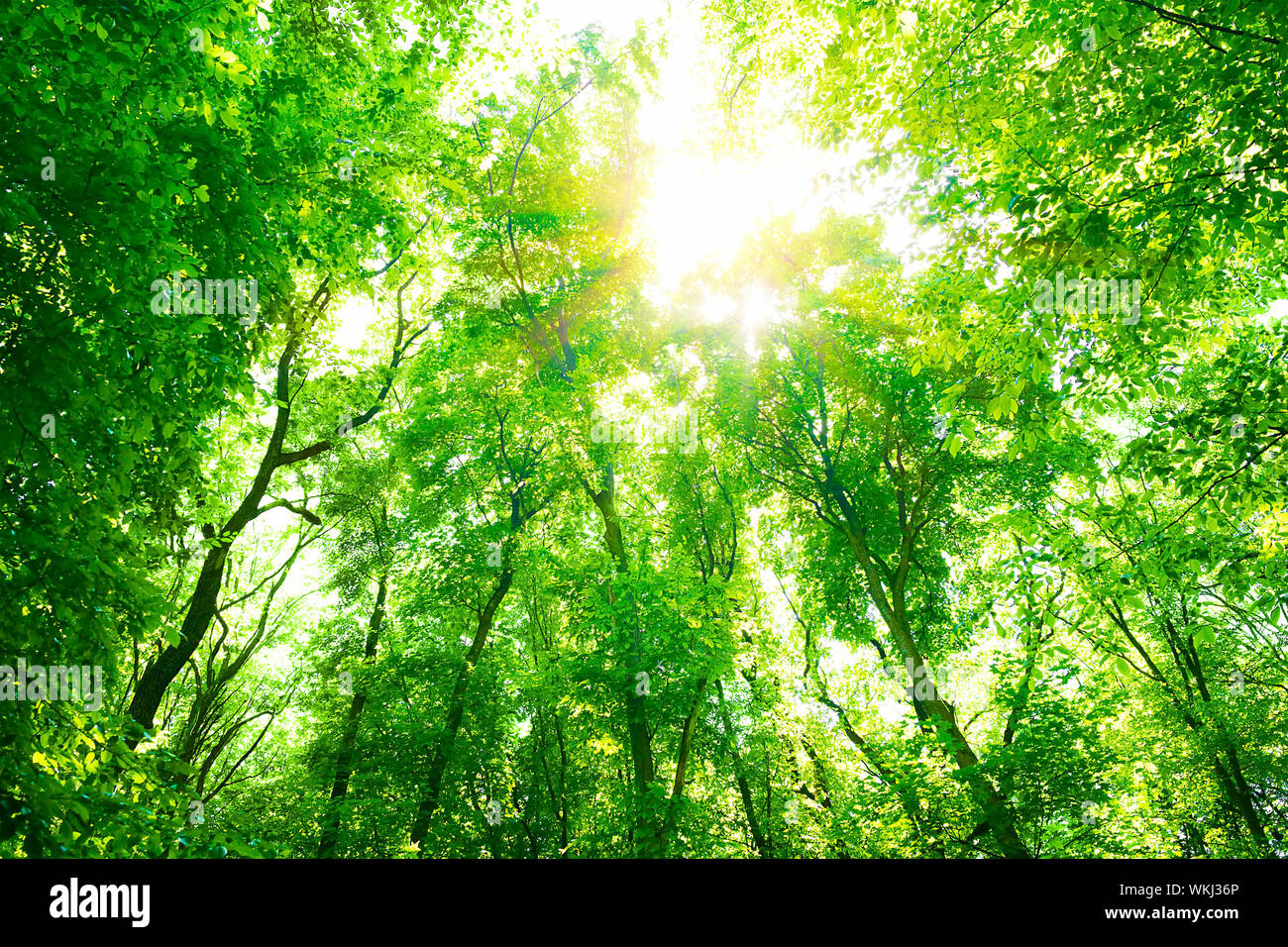 Green forest background Stock Photo - Alamy