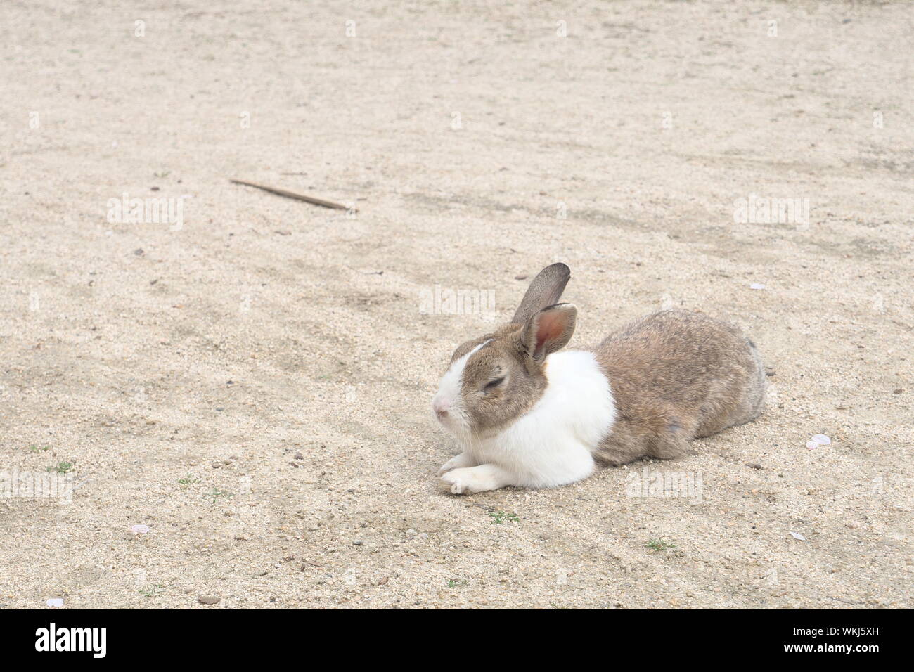 Rabbit Sand High Resolution Stock Photography and Images Alamy