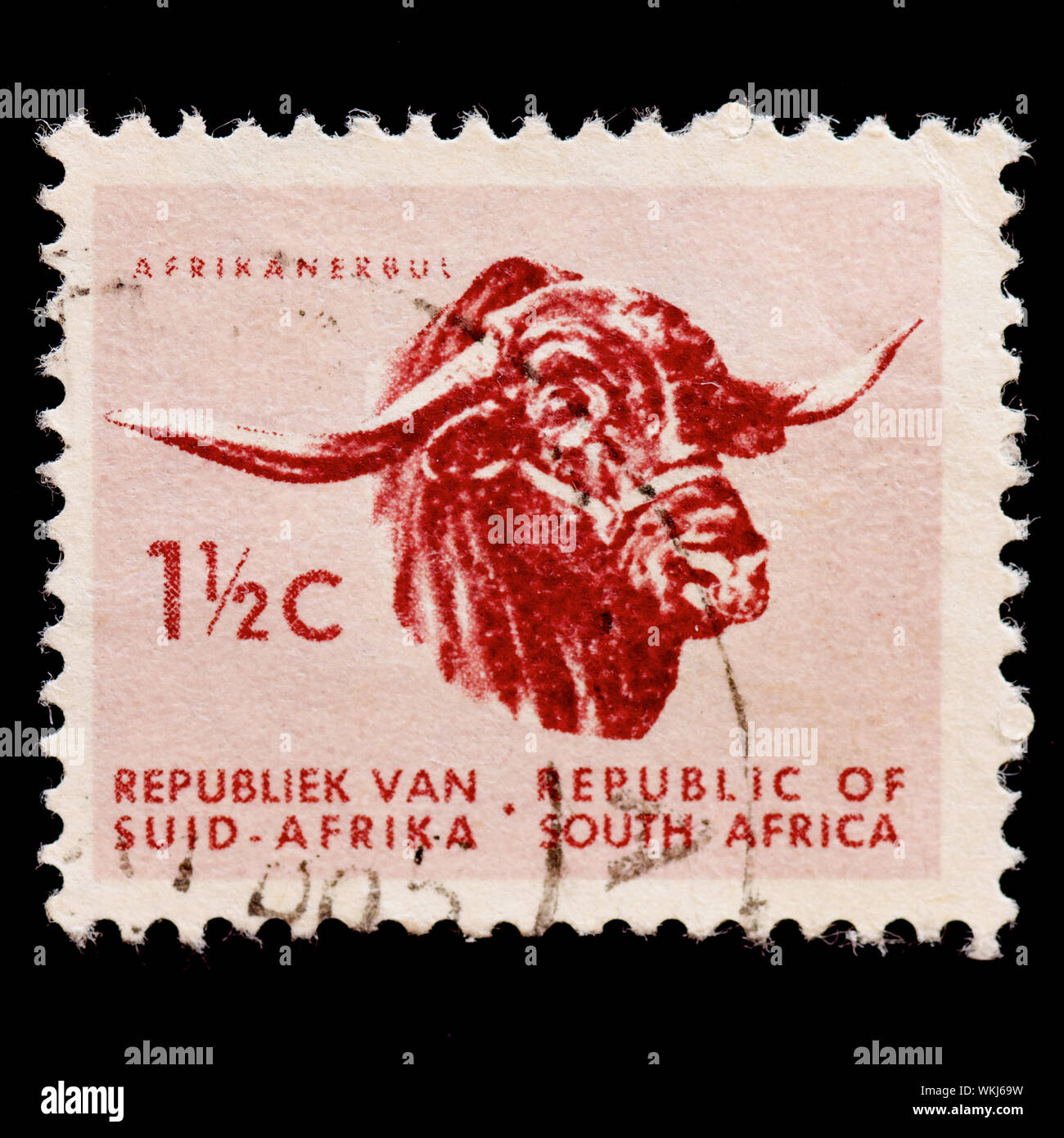 South Africa Postage Stamp - Africander Bull (Bos primigenius taurus) Stock Photo