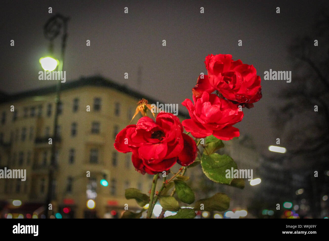 Red red rose street hires stock photography and images Alamy