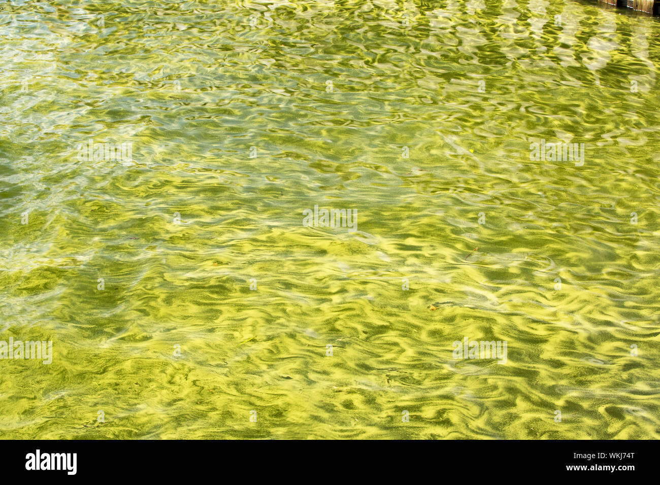 After a long dry spell, a period of heavy rain caused flooding, pushing lots of nutrients into an already warm lake windermere, the result was an alga Stock Photo