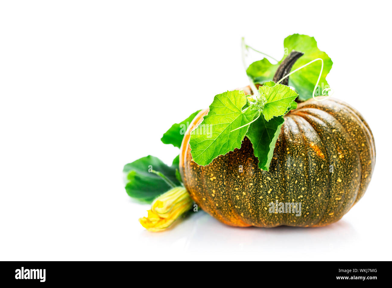 pumpkin Stock Photo