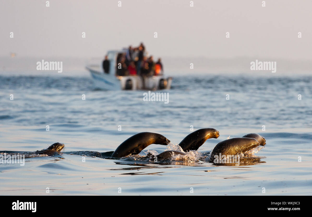 Seal jumping out water hires stock photography and images Alamy