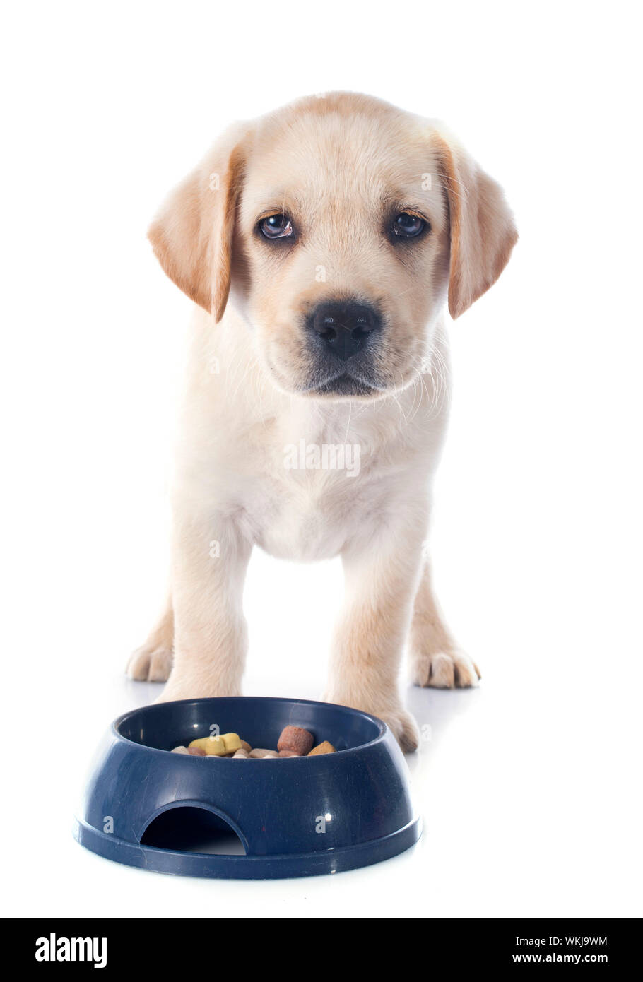 purebred puppy labrador retriever EATING in a studio Stock Photo Alamy