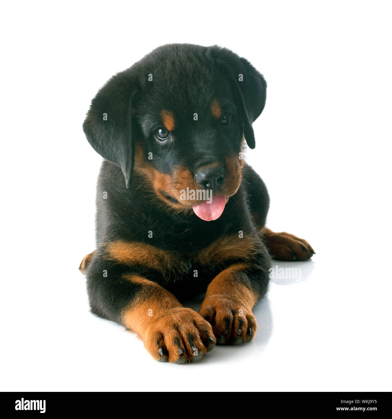 puppy rottweiler in front of white background Stock Photo - Alamy