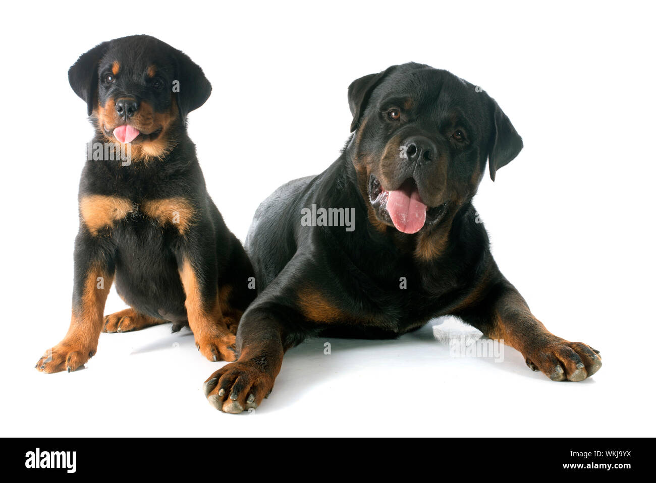puppy and adult rottweiler in front of white background Stock Photo - Alamy