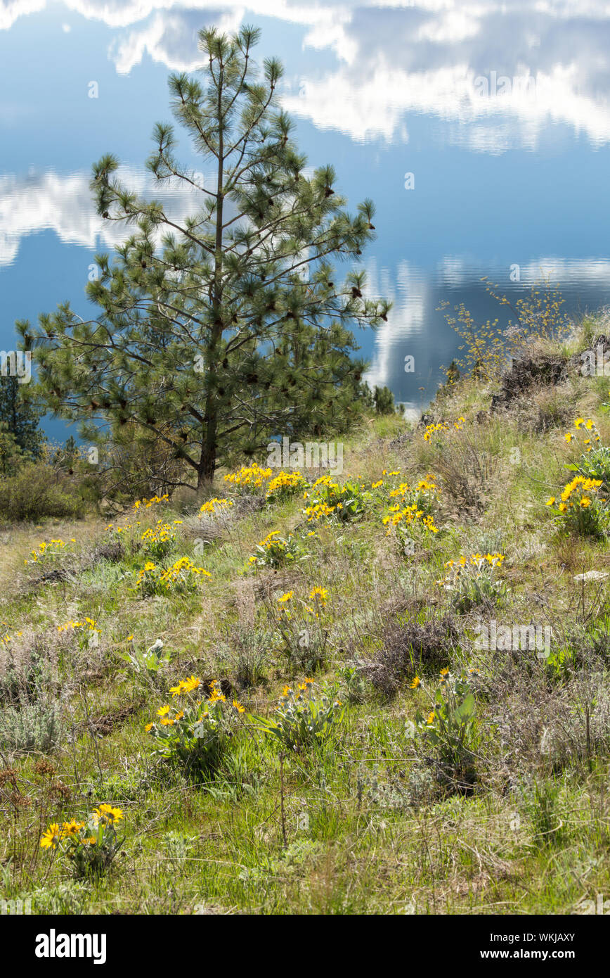 Spring wildflowers, Kalamalka Lake Provincial Park, British Columbia Stock Photo