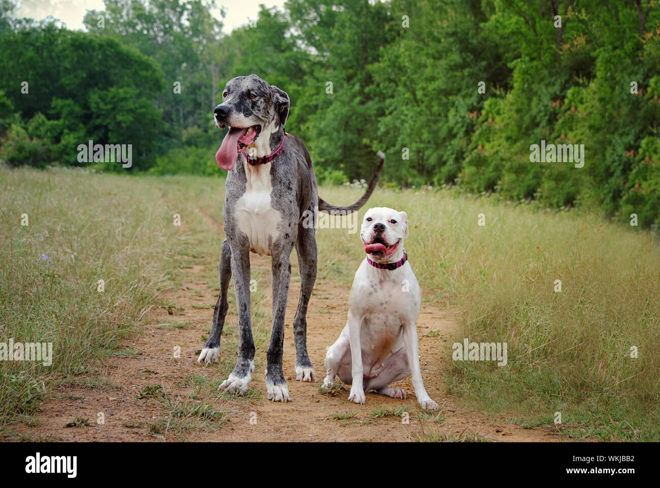 american bulldog hunting