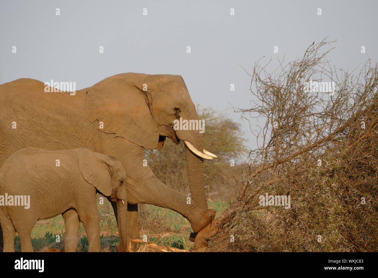 Elephant Family At Kruger Park Stock Photo