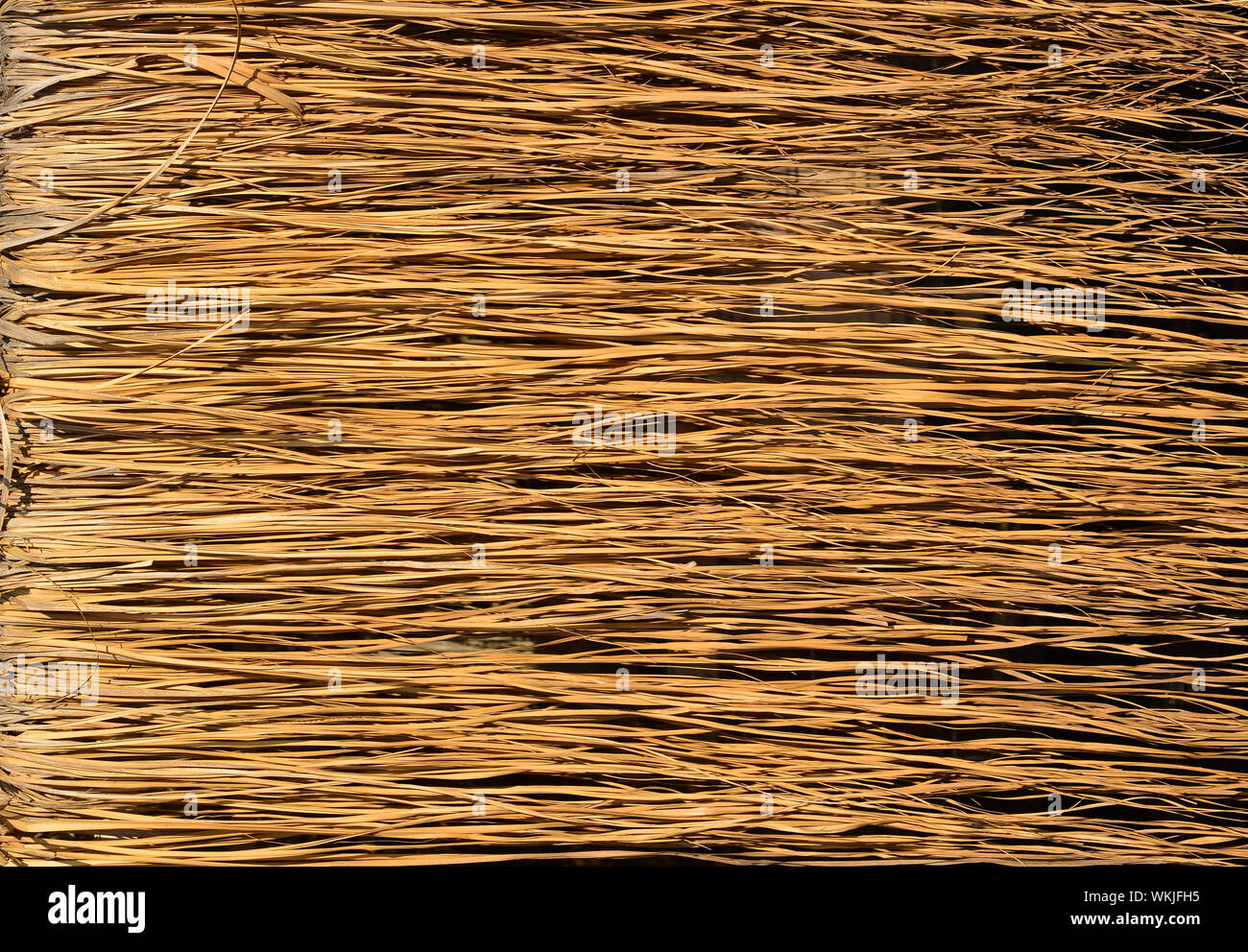 Yellow dry grass surface. Close up natural background Stock Photo
