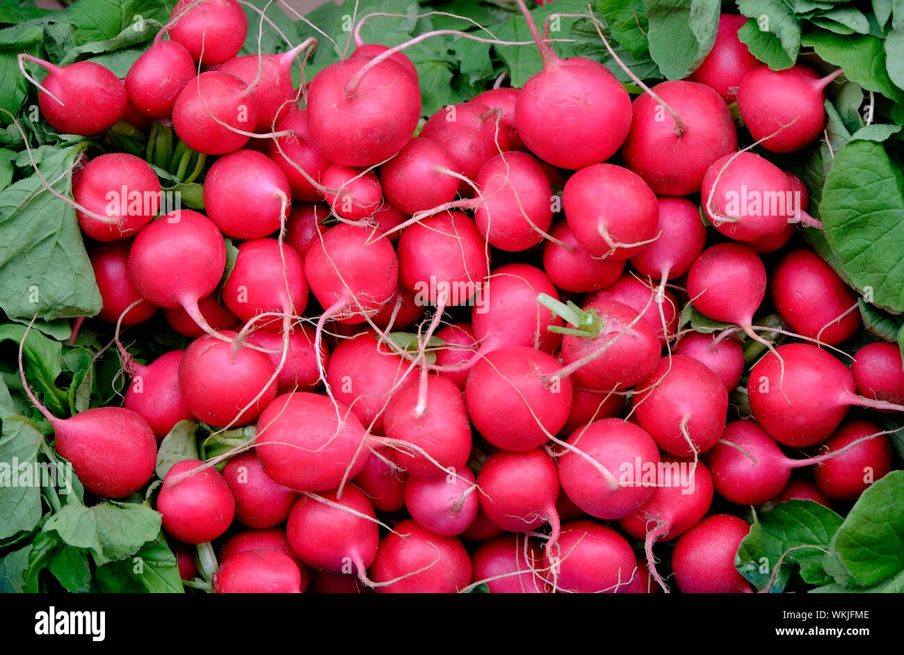 colourful red radishes on market stall, norfolk, england Stock Photo