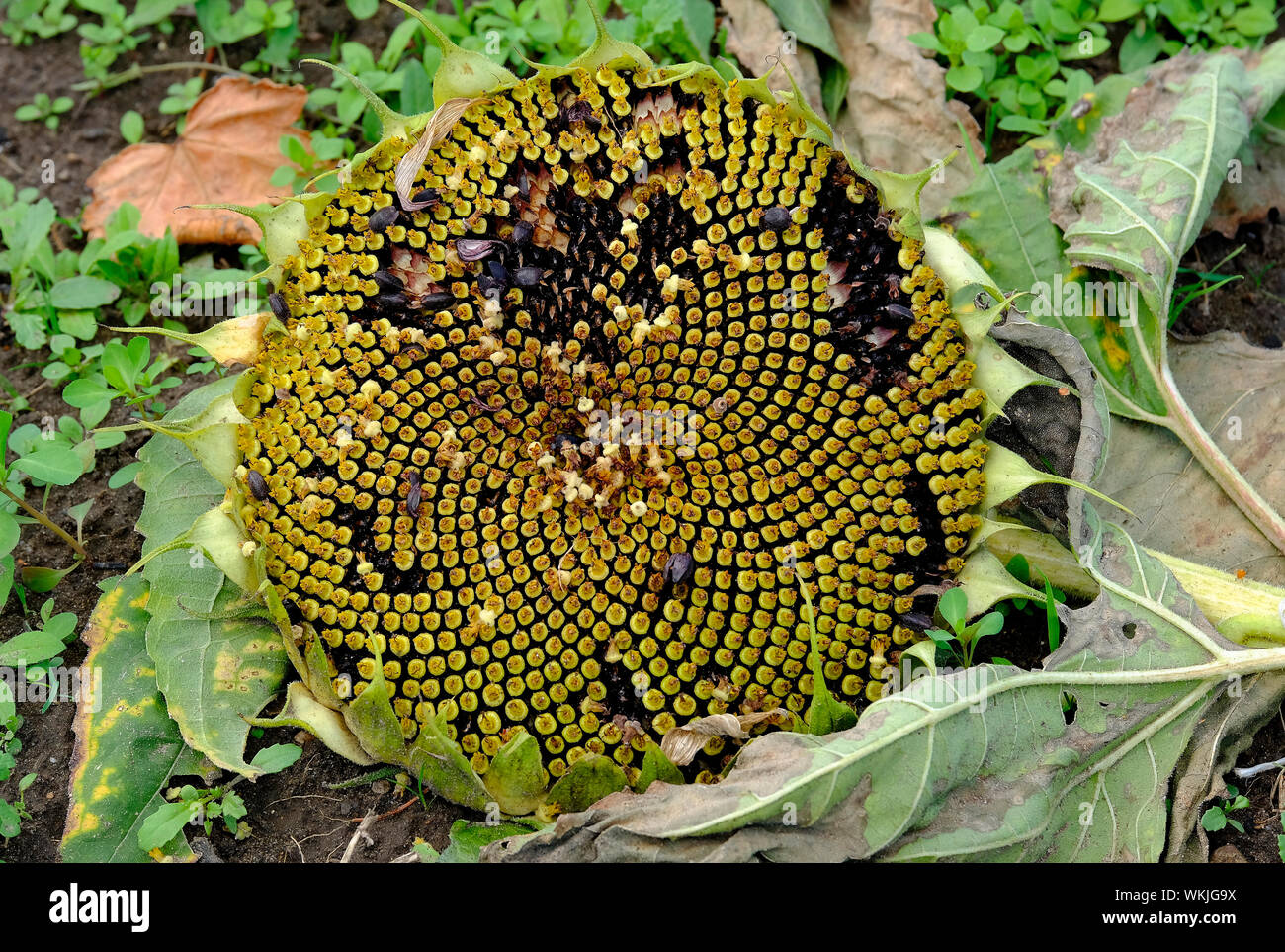 Dying sunflower hires stock photography and images Alamy