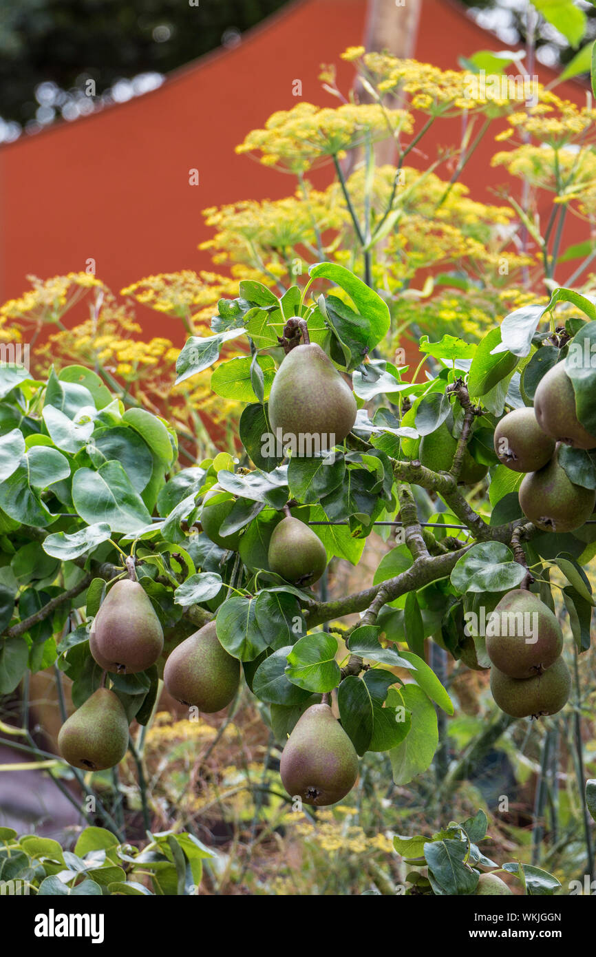 ESPALIER ESPALIERED Pear Tree 'Beurre Hardy' (Pyrus communis 'Beurre Hardy') espalier trained growing ripening in a summer kitchen garden Stock Photo