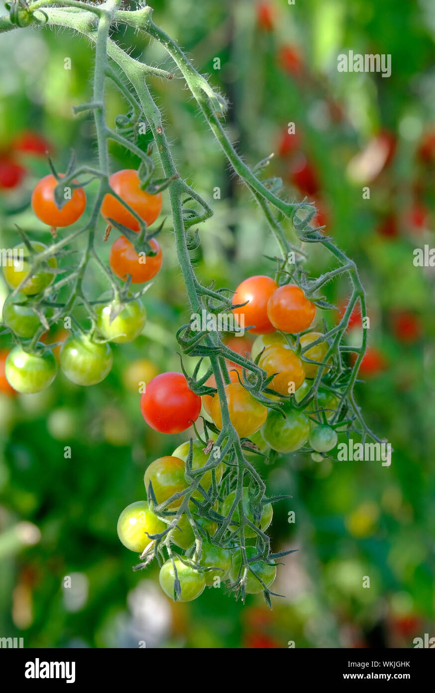 Food growing in the greenhouse hires stock photography and images Alamy