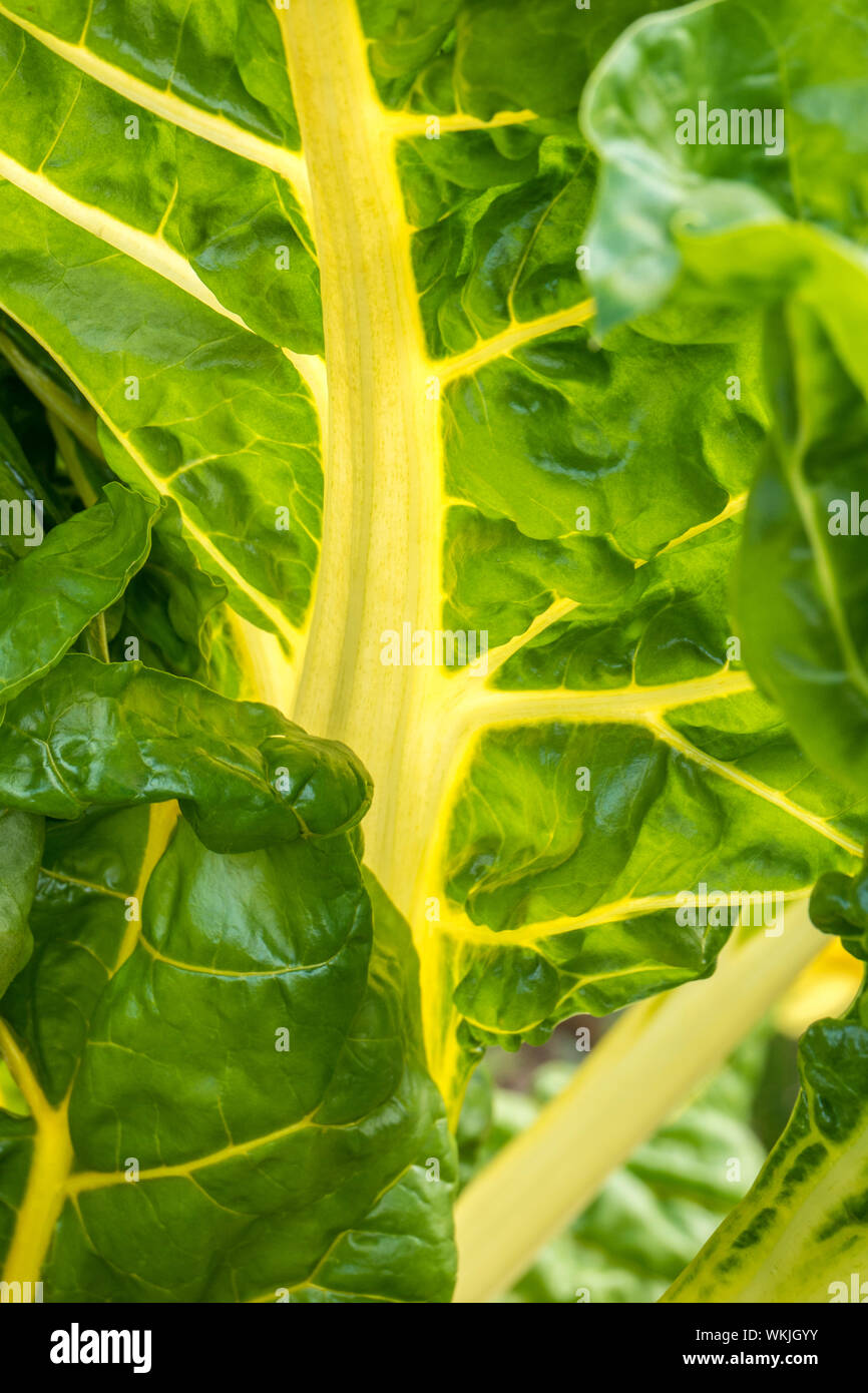 Swiss Chard Yellow Chard Close View, in diffused summer sunlight growing in a Kitchen vegetable  garden. Chard, (Beta vulgaris, variety cicla), also called Swiss chard, variety of the beet of the amaranth family (Amaranthaceae), grown for its edible leaves and leafstalks. Stock Photo