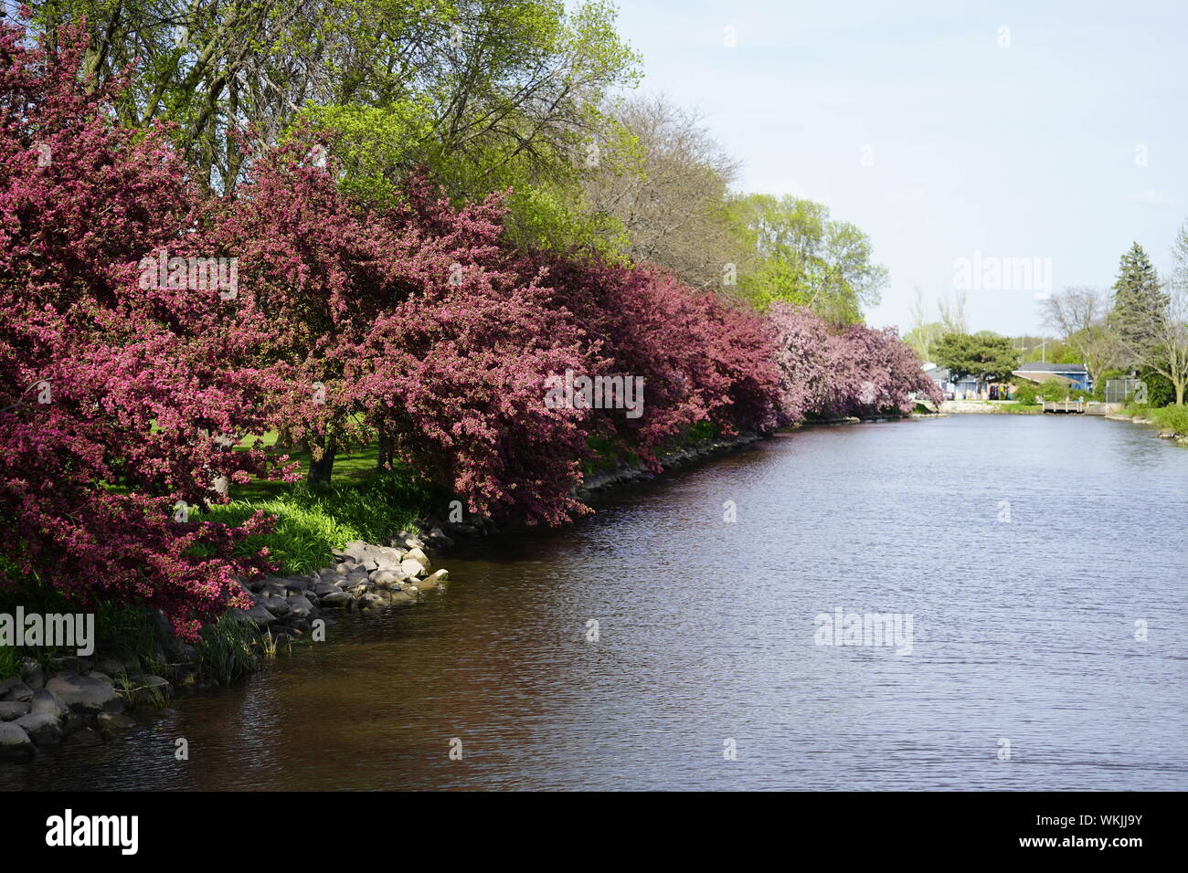 Beautiful Cherry trees aligned along the river at Fond du Lac Park