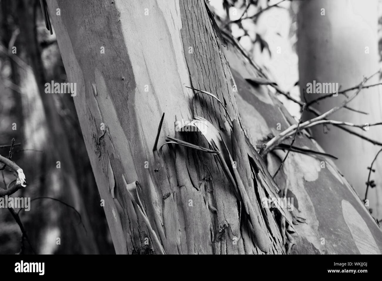 Tree bark peeling off hires stock photography and images Alamy