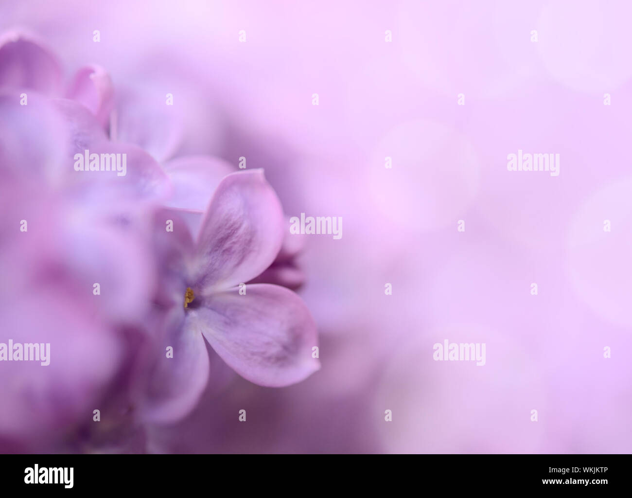 Purple Lilac Flowers on the Blurred Green Background. Spring Blossom ...