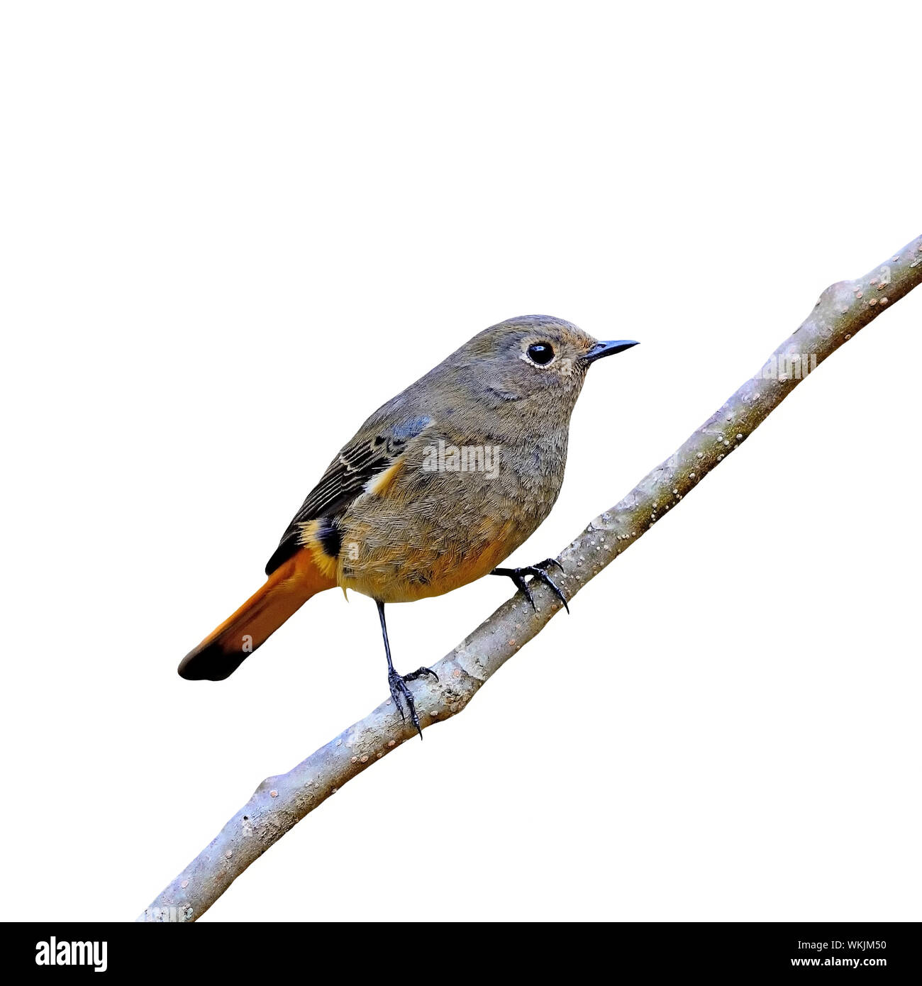 Beautiful brown and orange bird, female Blue-fronted Redstart (Phoenicurus frontalis), side profile, isolated on a white background Stock Photo