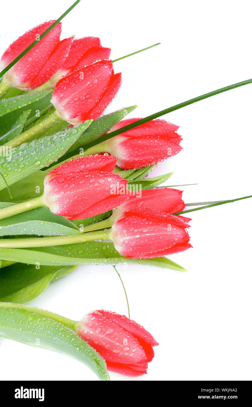 Magenta Tulips Stock Photo