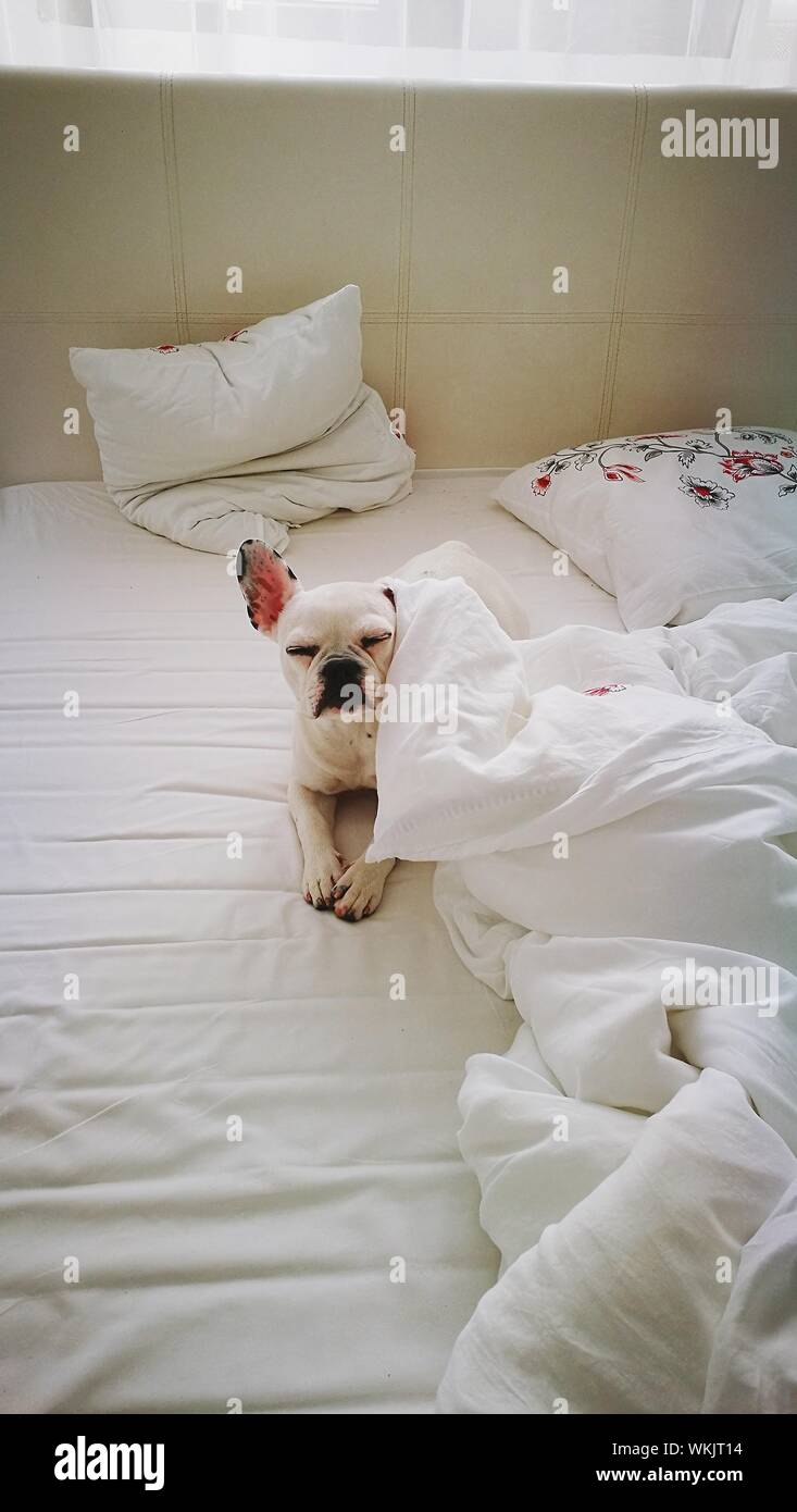 Dog On Bed Stock Photo Alamy
