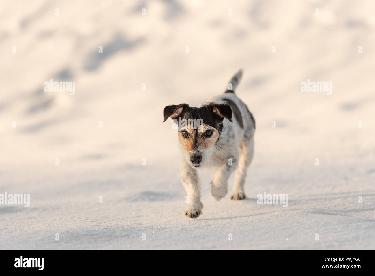 Small Jack Russell Terrier dog is walking   across a white meadow in snowy winter Stock Photo