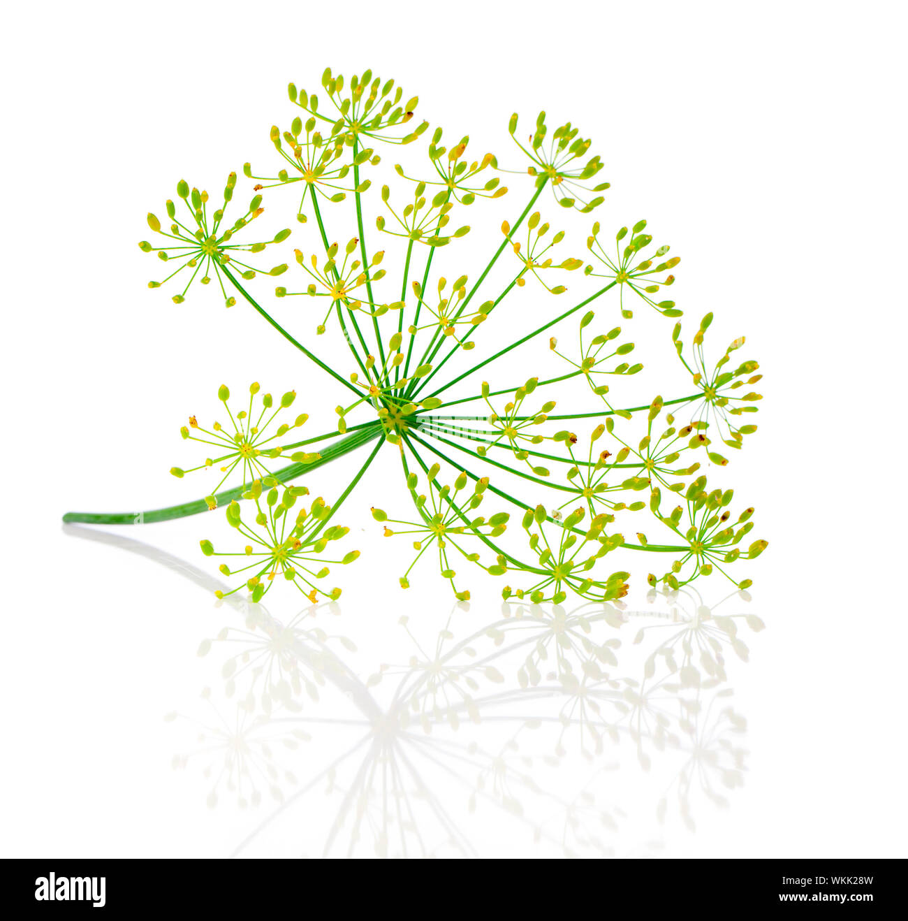 Dill flower isolated on white Stock Photo Alamy