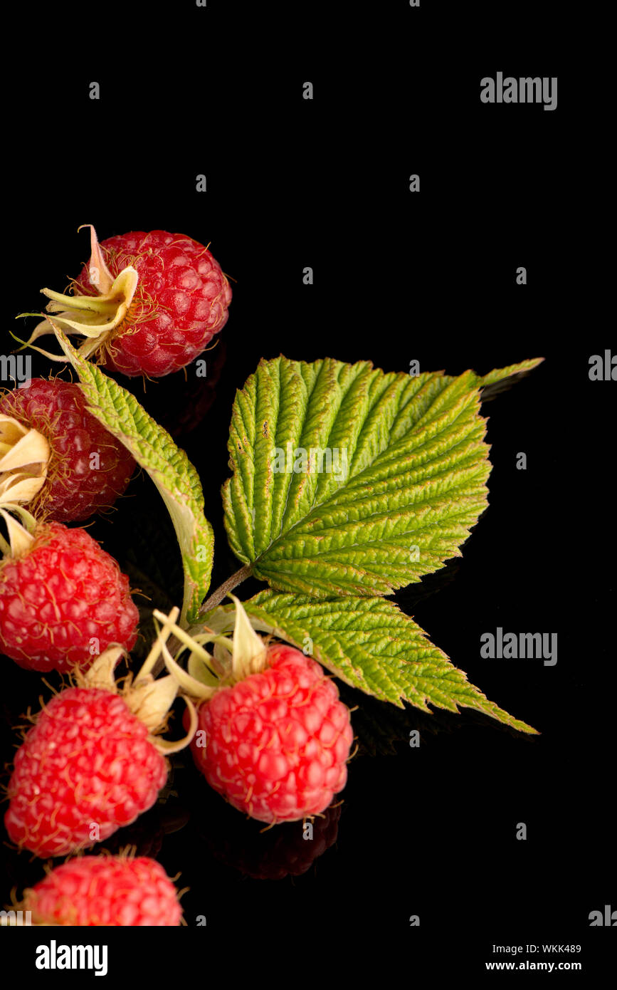 Fresh raspberries on black reflective background Stock Photo - Alamy