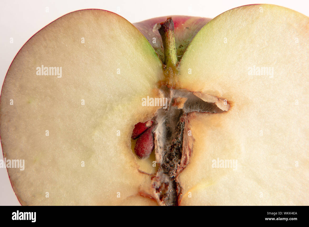 Sliced wormy apple macro image on white background. Close up of fresh ripe fruit with core and kernels affected by maggot pest Stock Photo