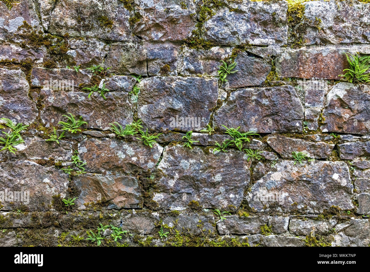 Stone wall in Ireland Stock Photo Alamy