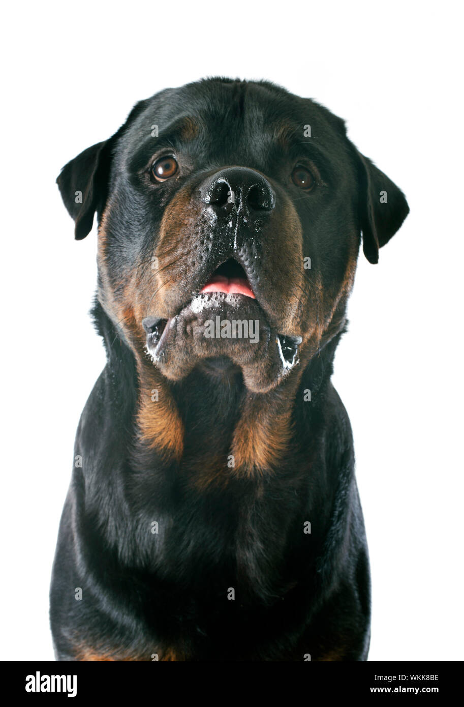 Purebred Rottweiler portrait of a purebred rottweiler in front of white background Stock ...