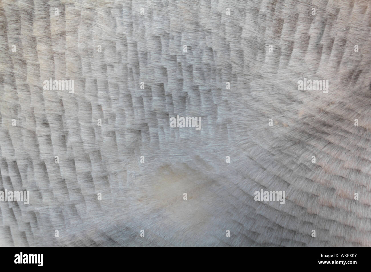 Animal skin texture for background Stock Photo - Alamy