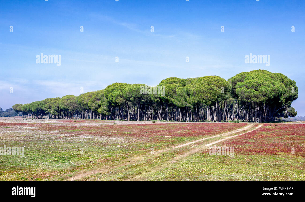 Beautiful spring pine forest hi-res stock photography and images - Alamy