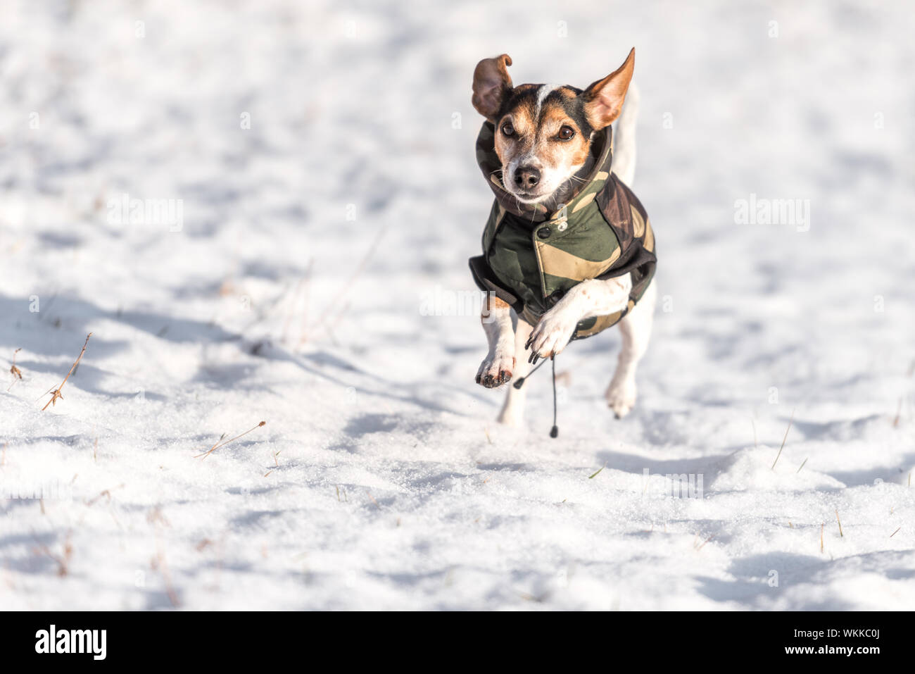 small dog runs over a meadow in the snow in winter and wears a warm coat - Cute Jack Russell Terrier hound, 11 years old, hair type smooth Stock Photo