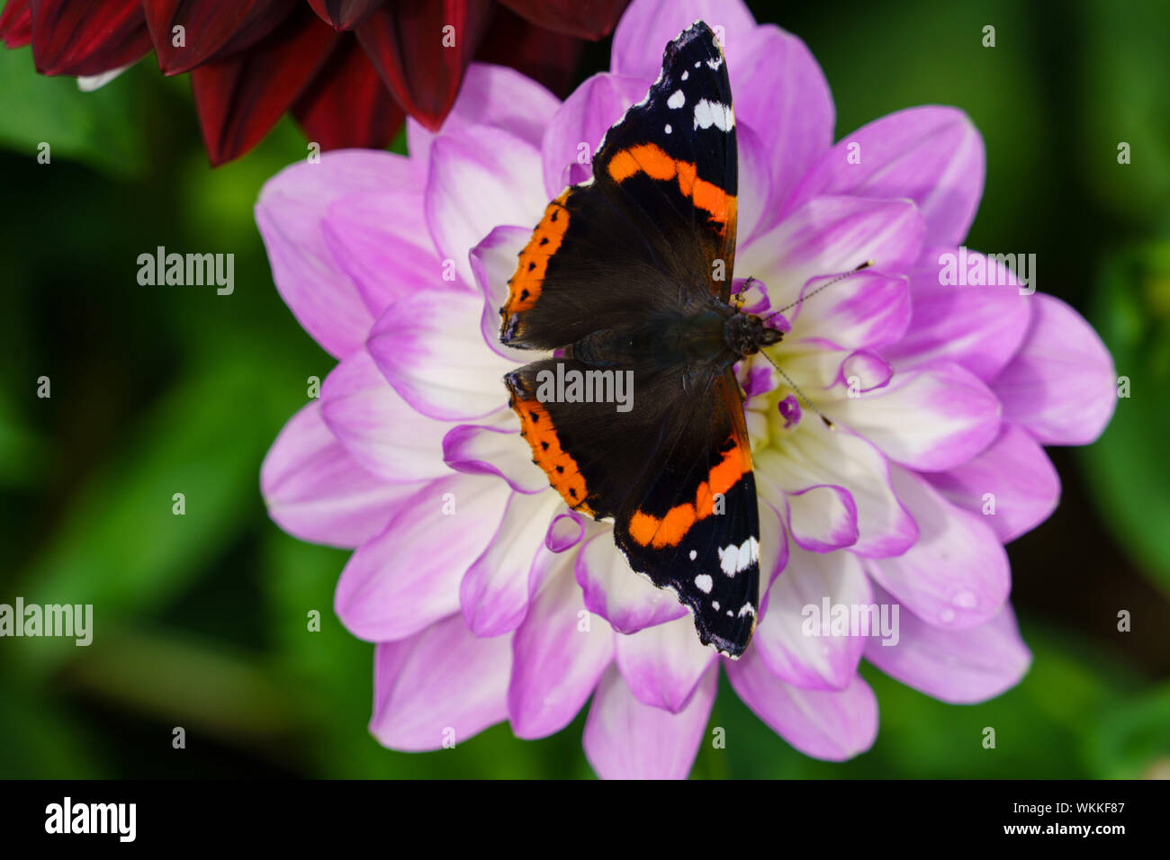 Red Admiral feeding on a pale pink and white Dahlia Flower. Stock Photo