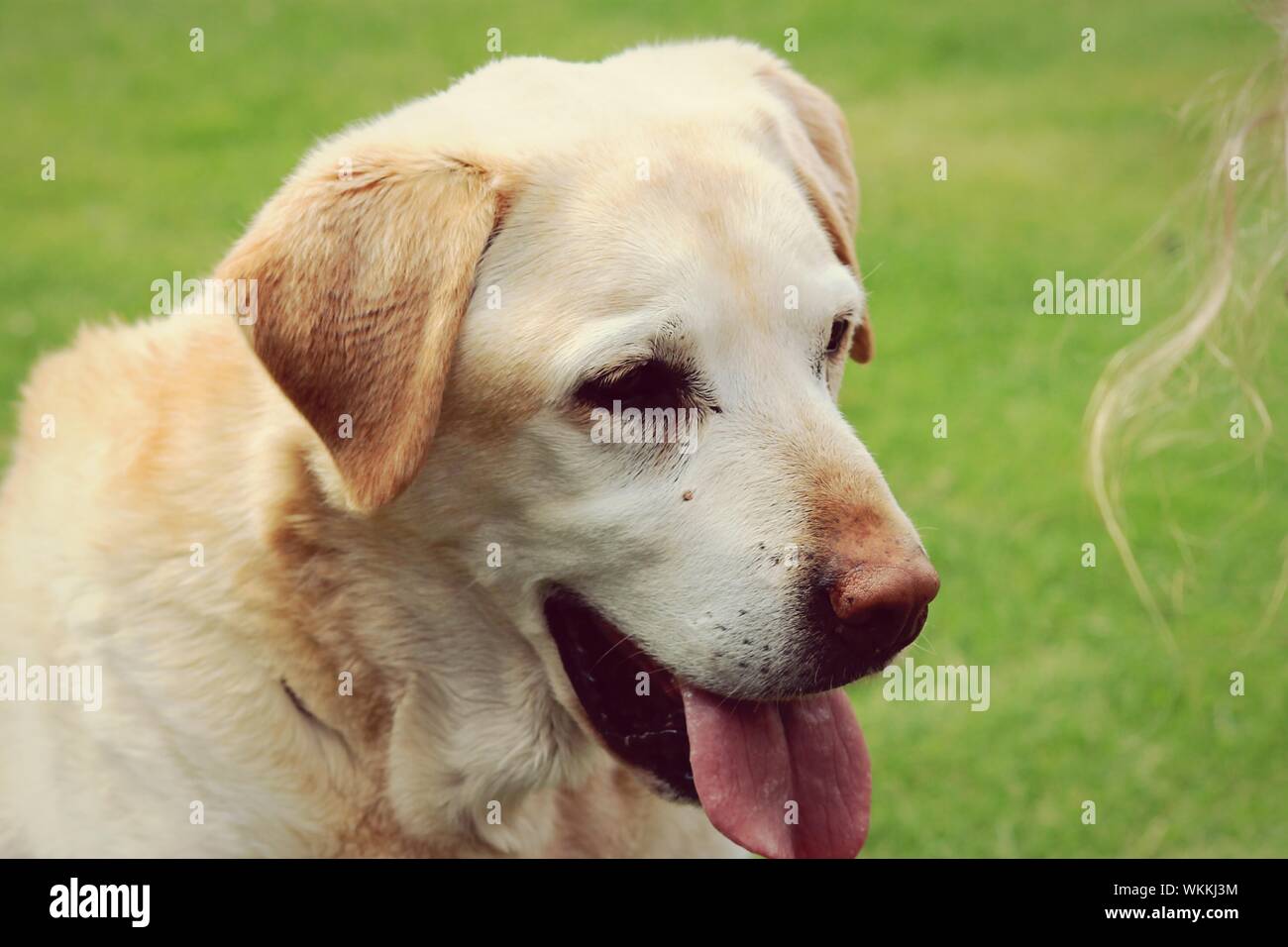 Labrador tongue hires stock photography and images Alamy