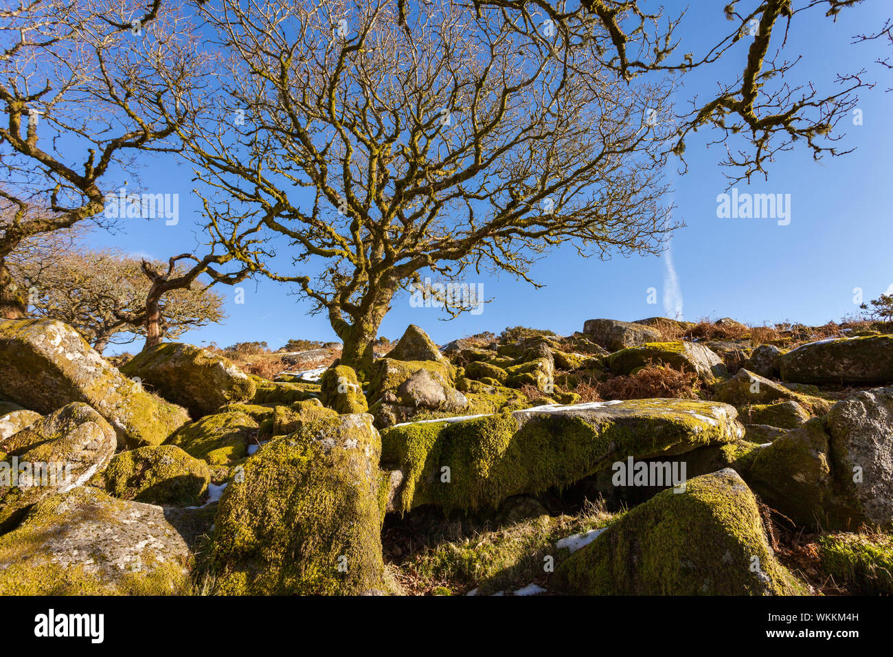 Ancient woodland at Wistman's wood, Dartmoor national park. Stock Photo