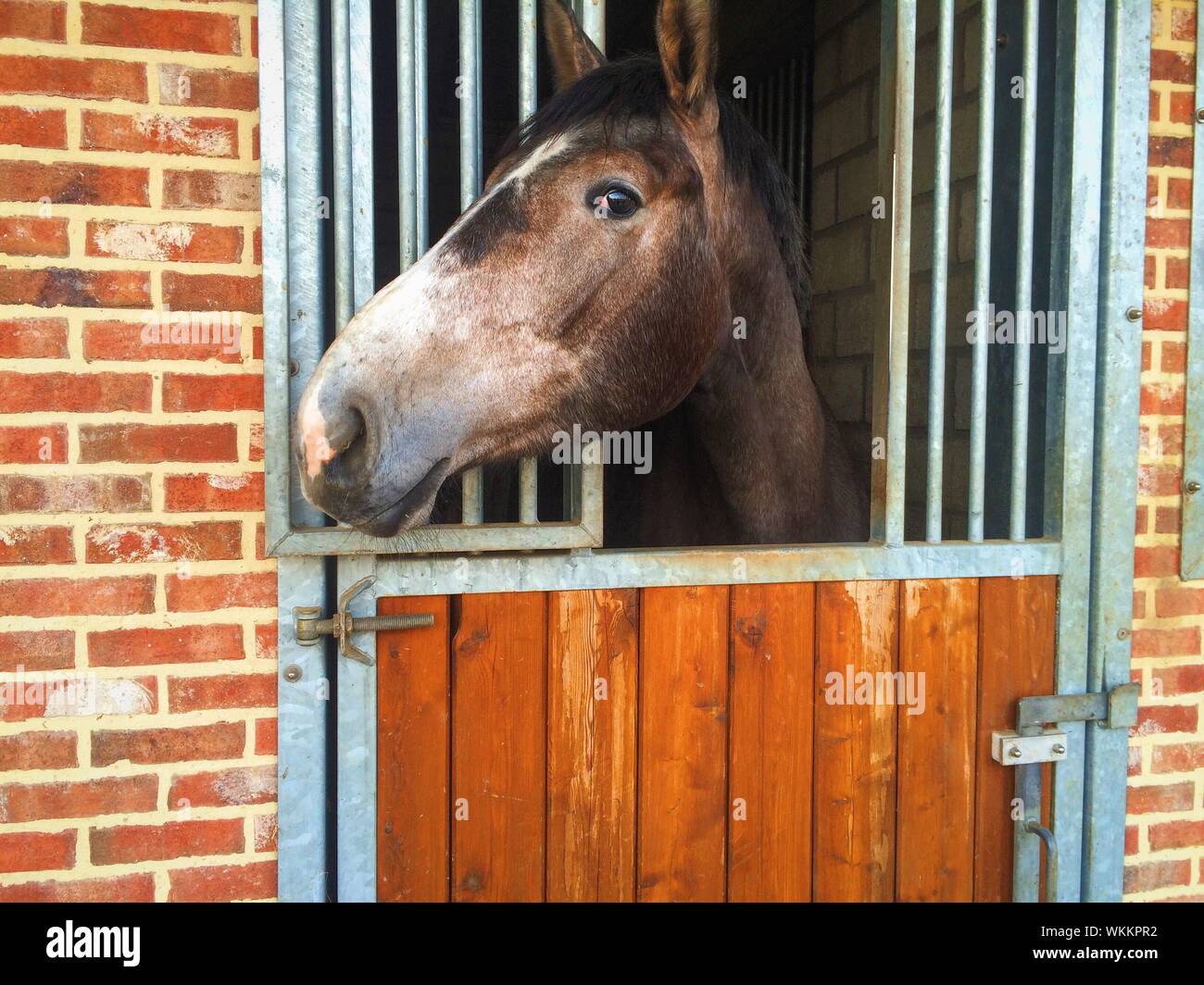 Horse through window hires stock photography and images Alamy
