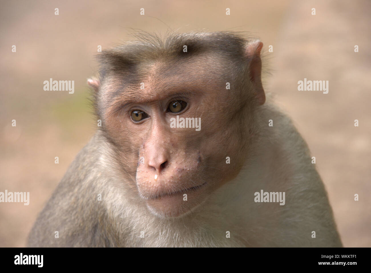 Close-up Of Monkey At Periyar Tiger Reserve Stock Photo