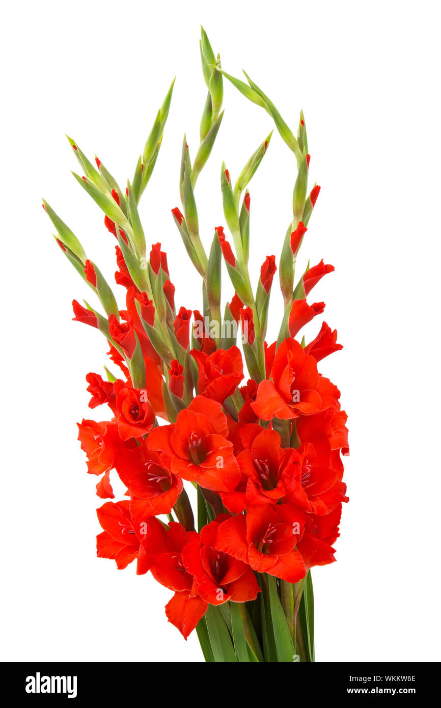 Red gladiolus 2024