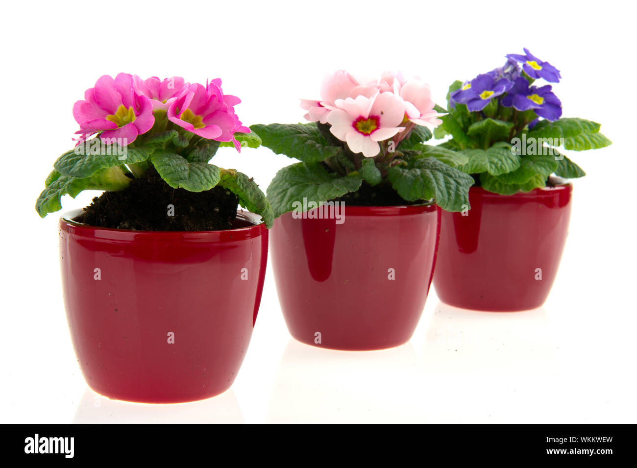 Earthenware pots with colorful primroses isolated over white Stock Photo