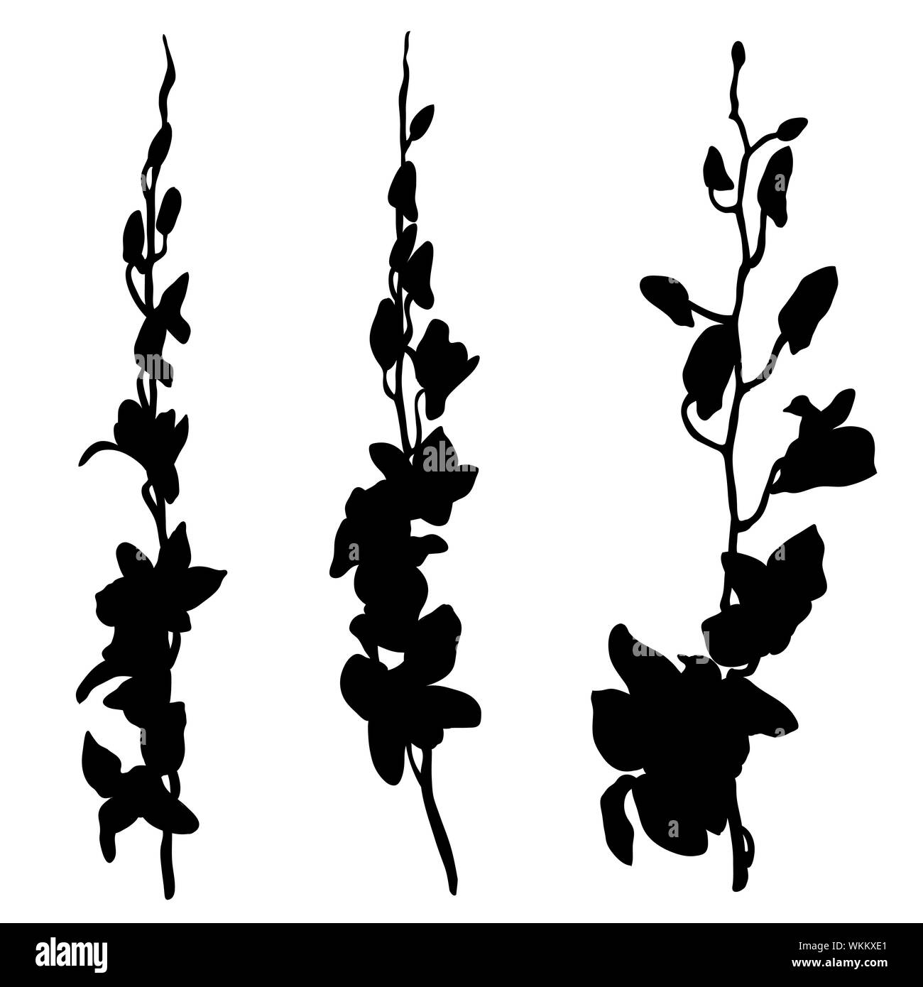 Orchids silhouettes isolated on white Stock Photo