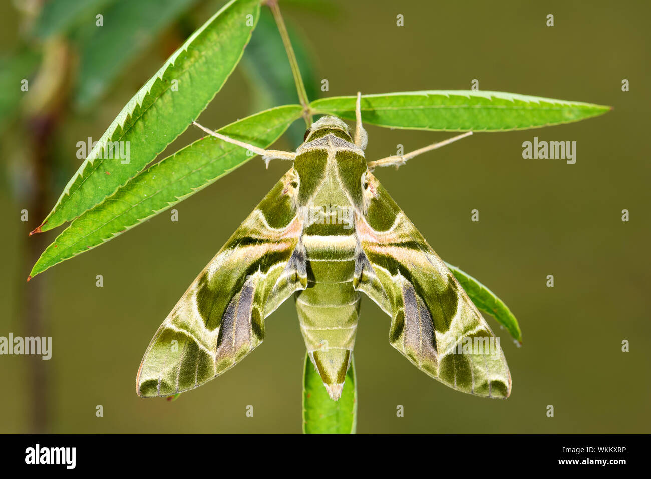 Oleander Hawkmoth Daphnis nerii, beautiful colored moth from