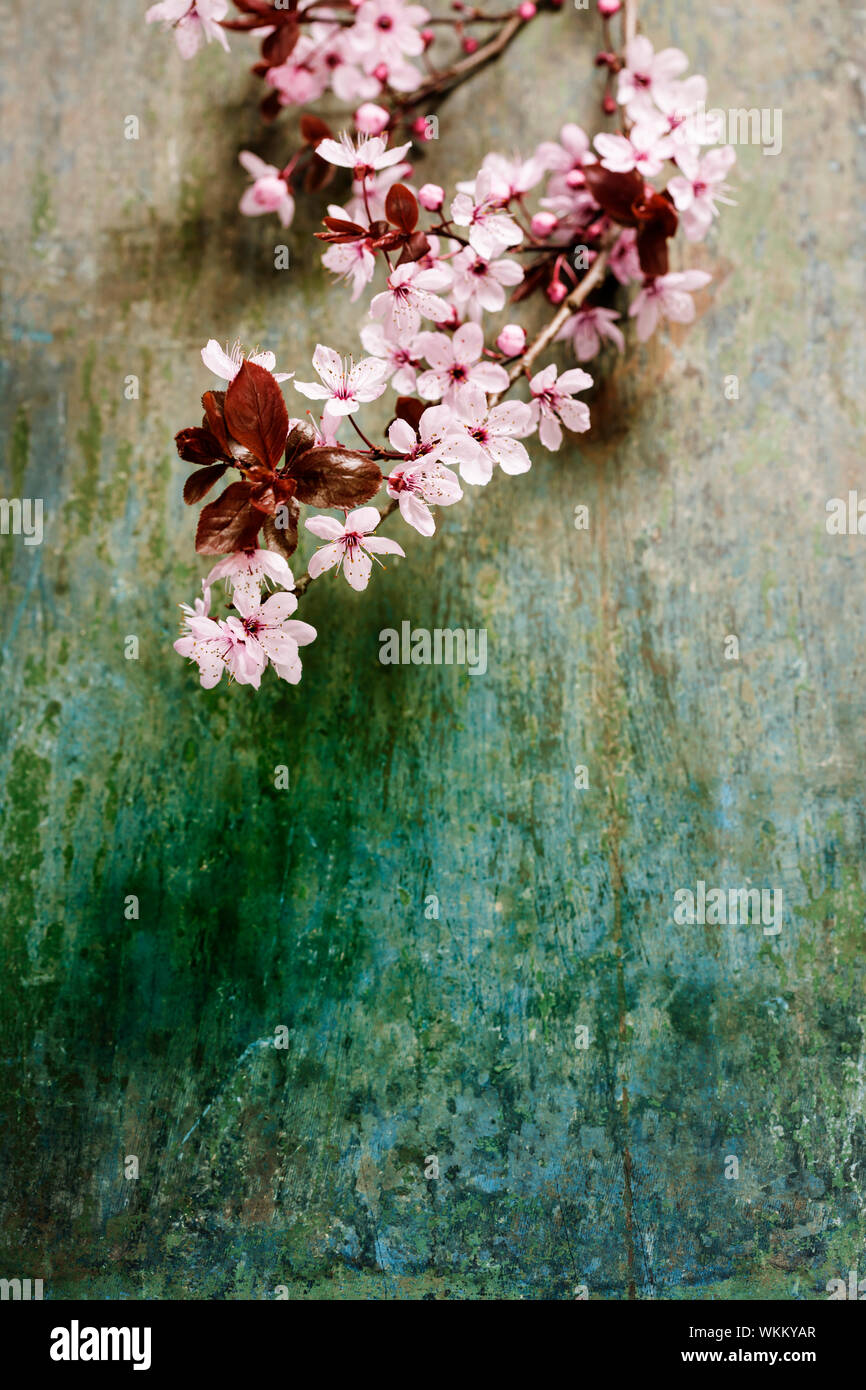 Beautiful cherry blossom border hi-res stock photography and images - Alamy