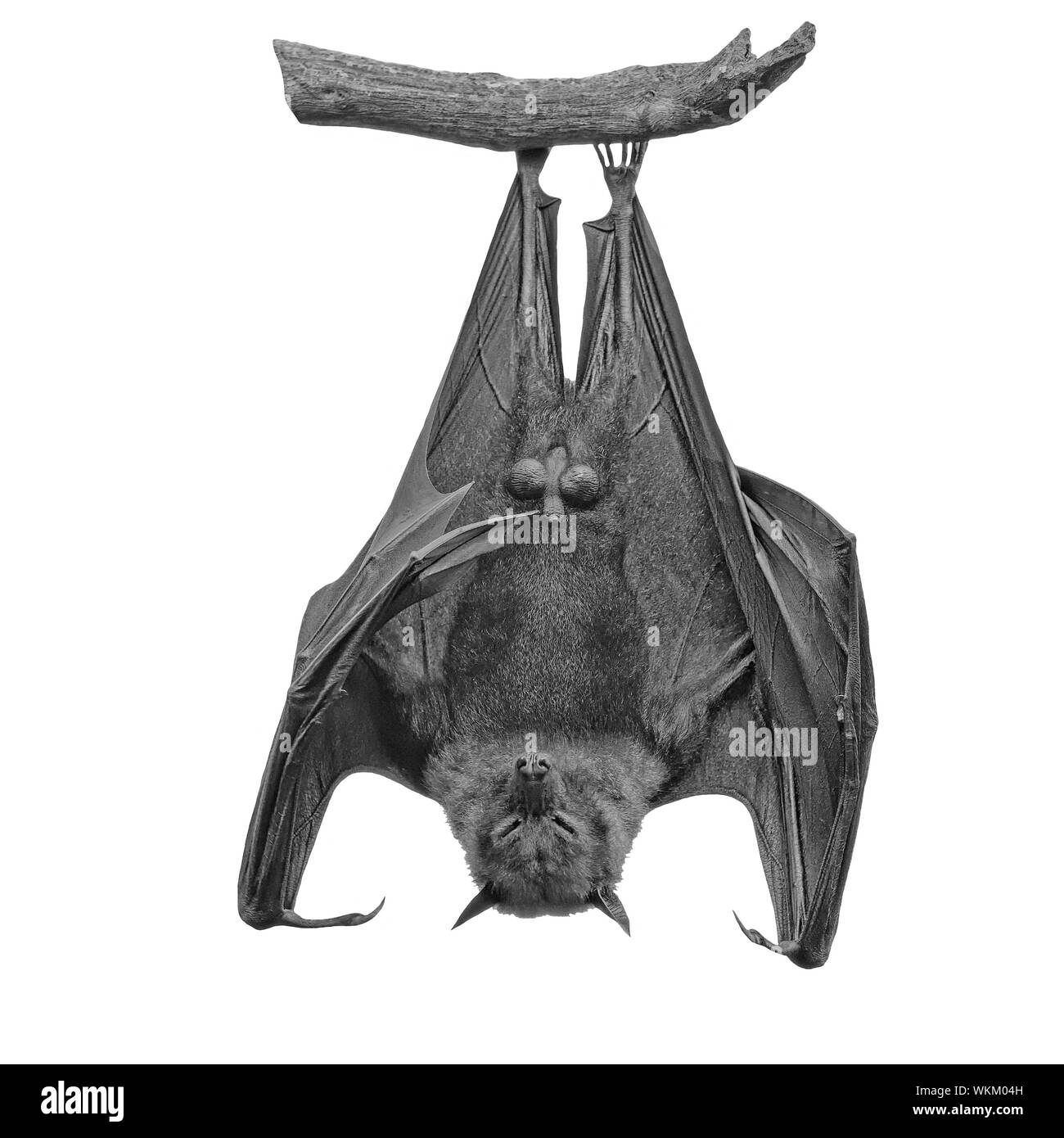 Large bat hanging flying fox hires stock photography and images Alamy