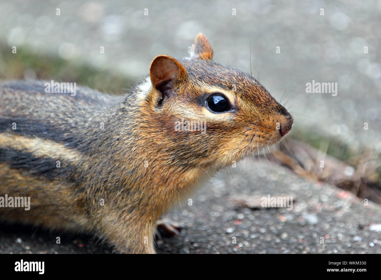 Chipmunks are squirrel like rodents that are mostly native to North