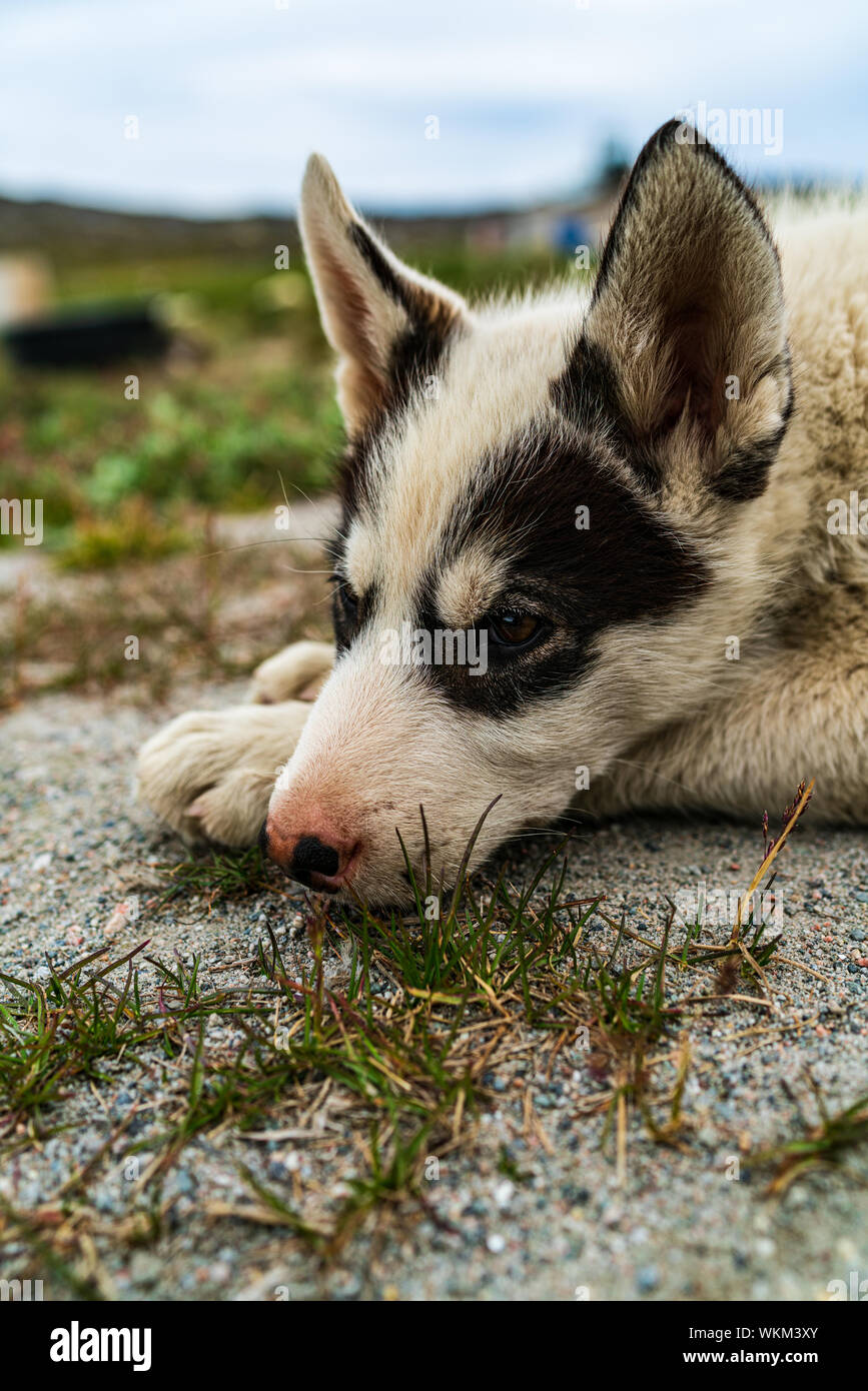 Greenland dog - a husky sled dog puppy in Ilulissat Greenland. Juvenile dog sled dog cute and adorable looking at camera in summer nature landscape on Greenland. Stock Photo
